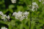 Waxyleaf meadow-rue